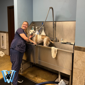 Winnie Vet Bathing Services